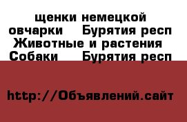 щенки немецкой овчарки  - Бурятия респ. Животные и растения » Собаки   . Бурятия респ.